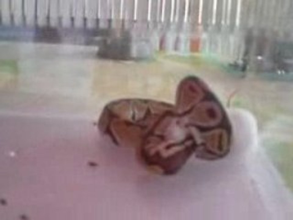 Serpent + souris = miam miam