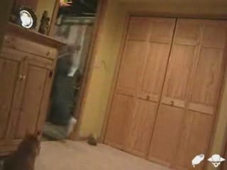 electrocuté à 7000 volts