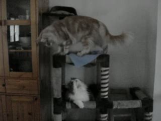 L'arbre à chat début novembre