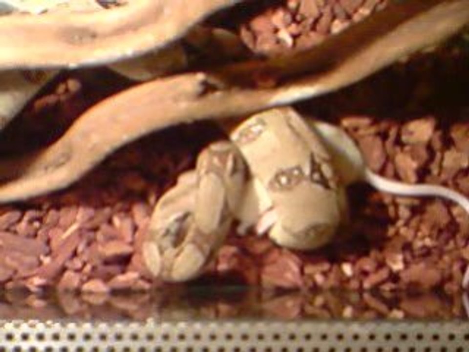 Polo entrain de manger son pti repas