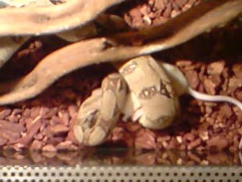 Polo entrain de manger son pti repas