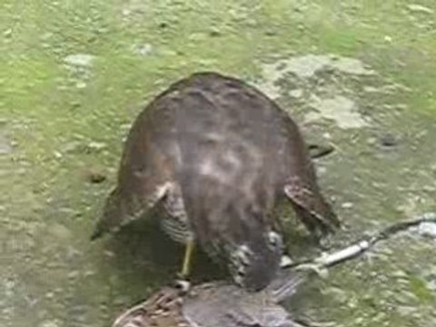 Atmaca yemeğini yerken