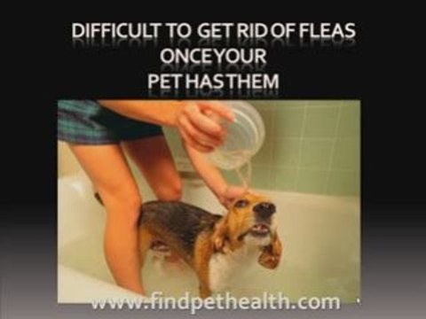 How to get rid of fleas on your dog and house