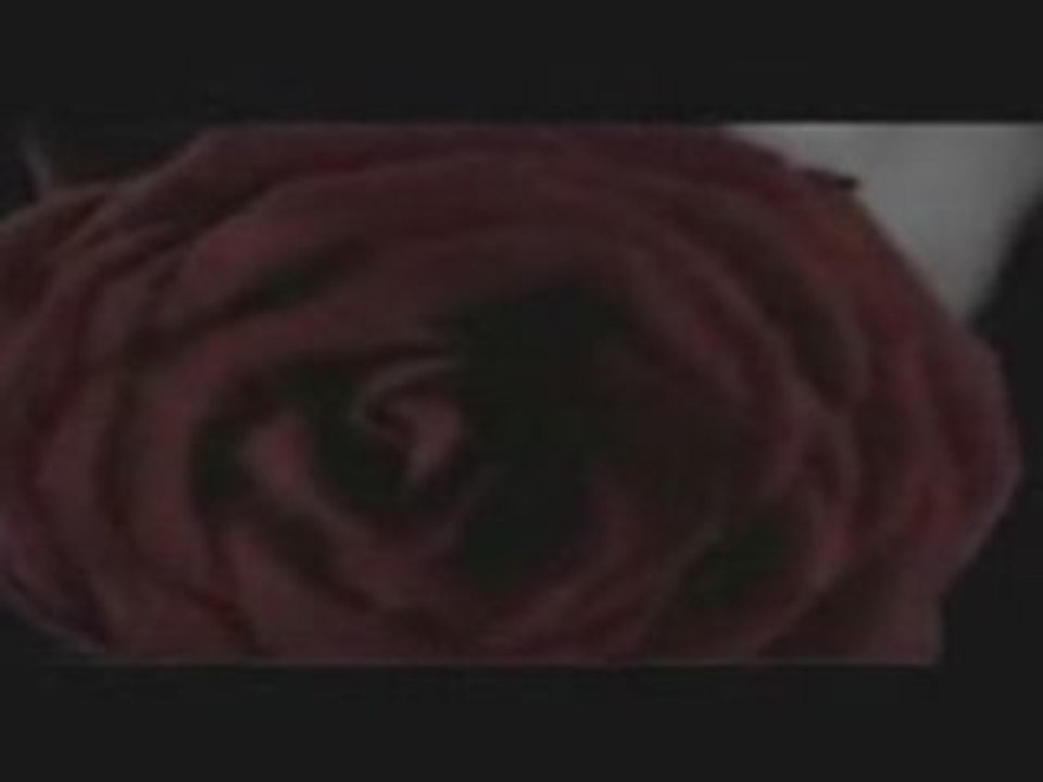 Seven Une Rose Au Bout Du Fusil