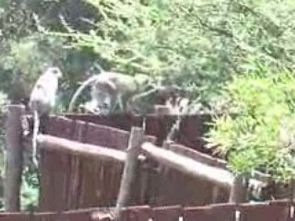Monkeys