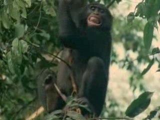 la vie privée des animaux (6/6) tome 1