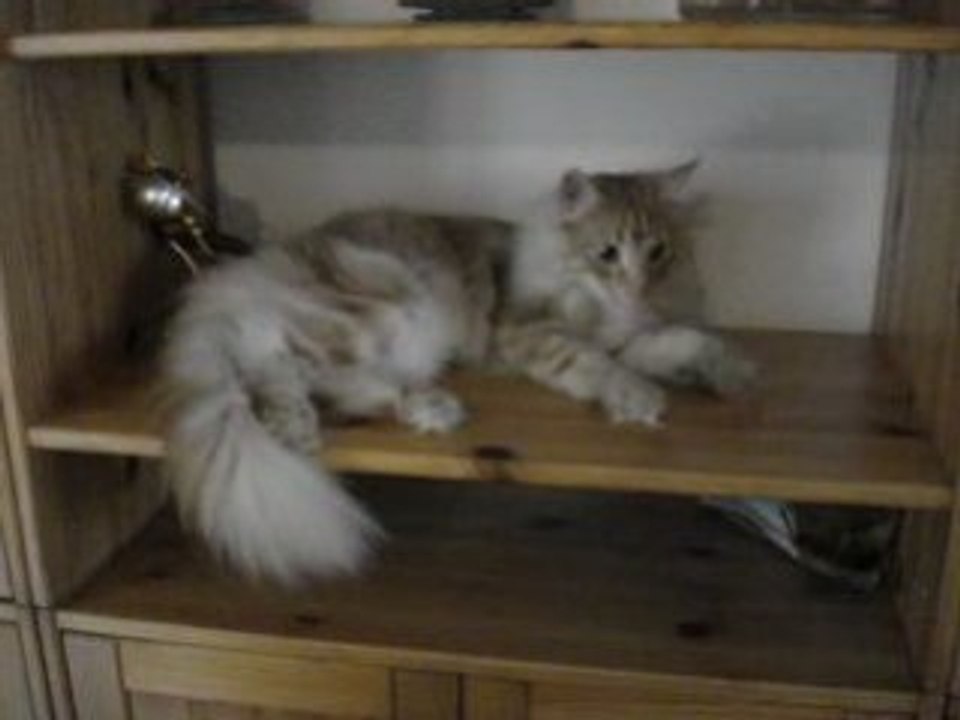 Cosminou et les étagères.