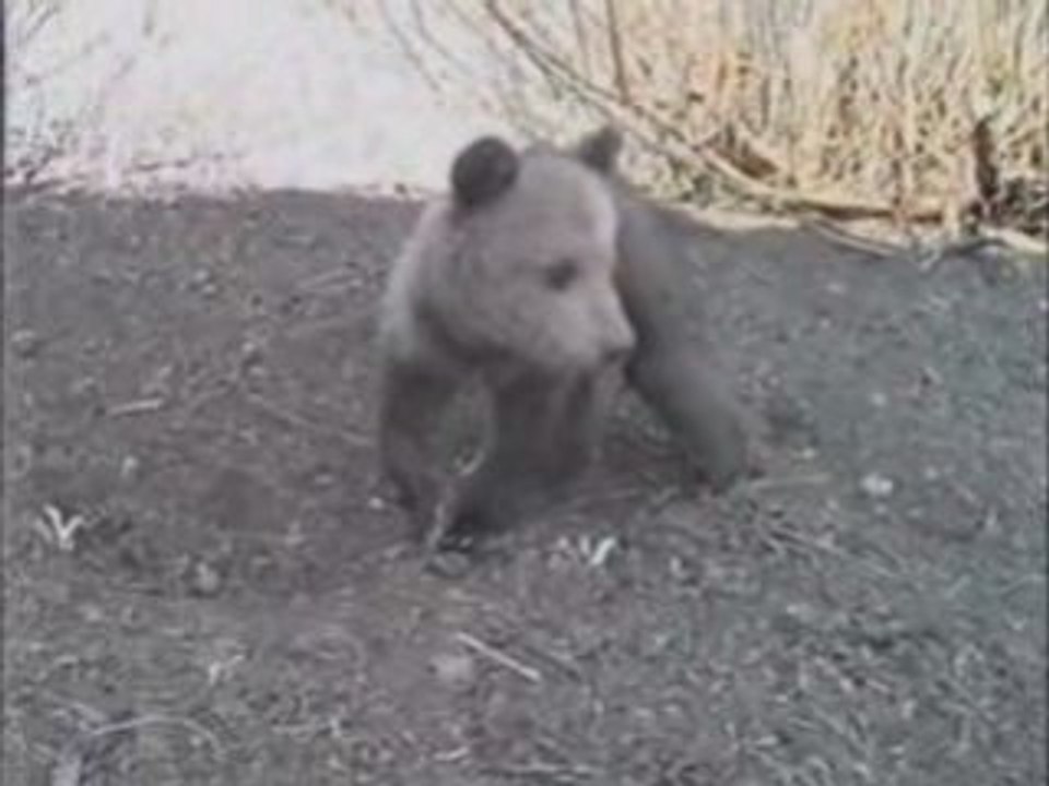 Lively Teddy Bear "Fable"