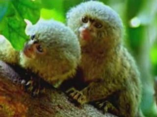 la vie privée des   animaux