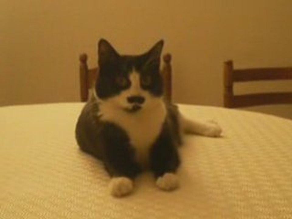 Le Noel de Cachou-Minou
