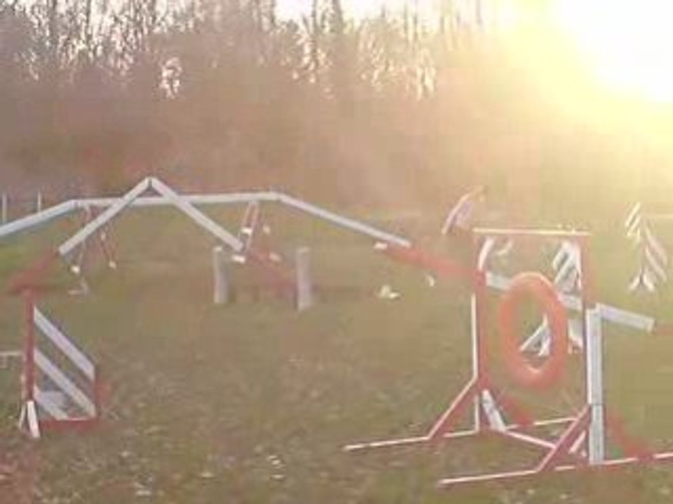 arteis agility entrainement 26.12.08 ( 3)