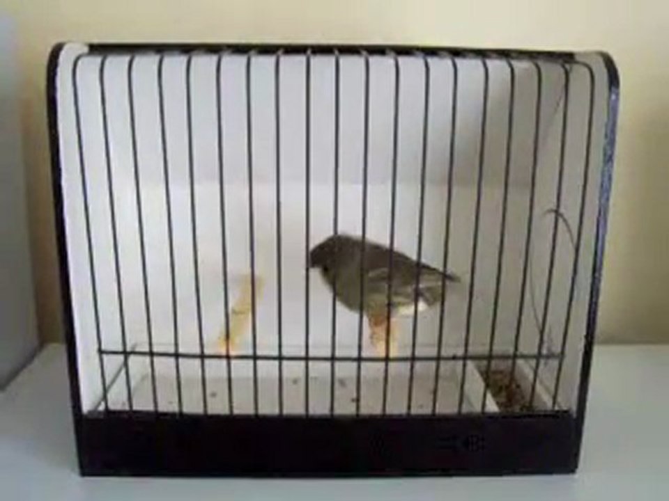 Yesil Tepeli Erkek | 2008