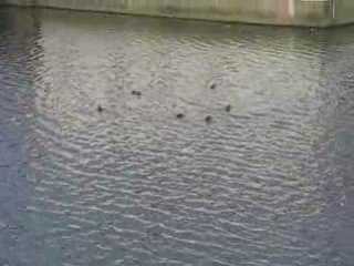 Sablé sur Sarthe : canards