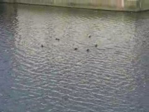 Sablé sur Sarthe : canards