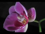 Learn the delight of growing orchids