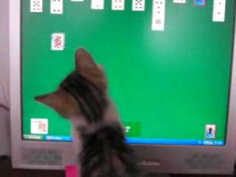 Fripouille joue aux cartes