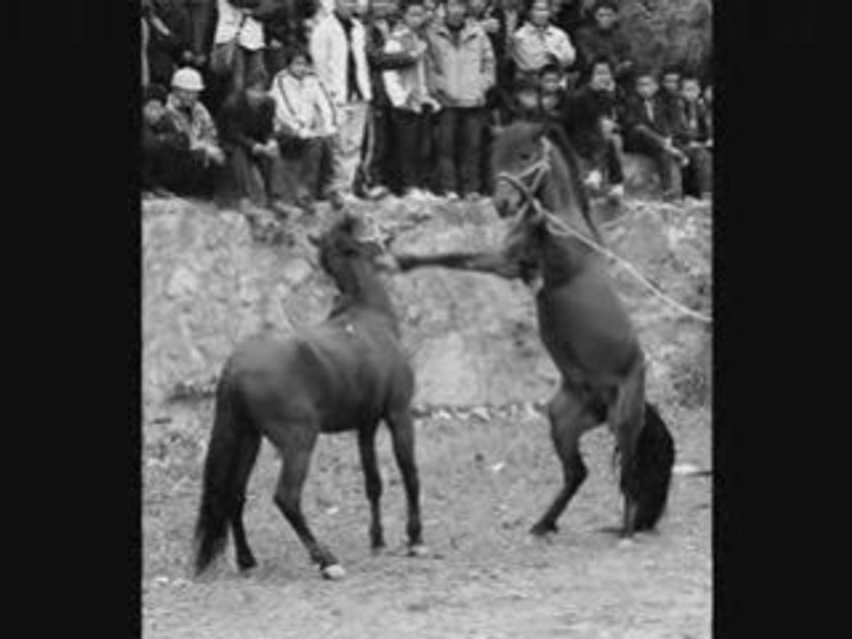 Les chevaux