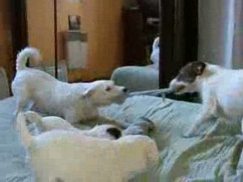 26 12 08 ptits loups arbitres (2)