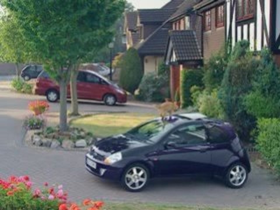 La voiture anti chat