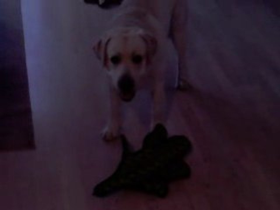 Labrador named Ed