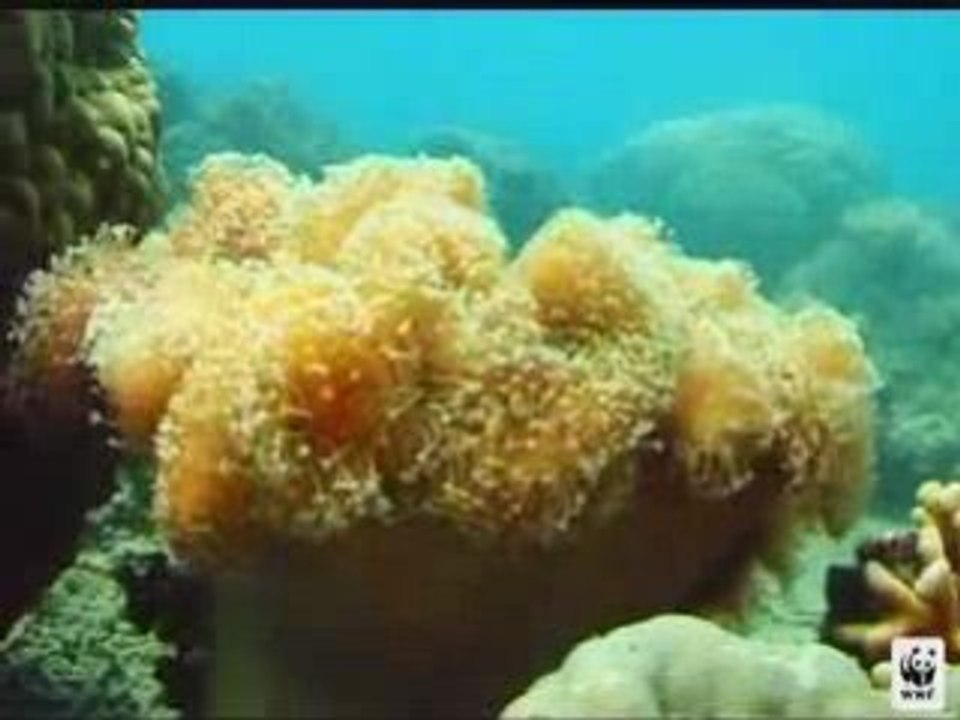 Lagon de Nouvelle Caledonie "patrimoine mondial" de l'unesco