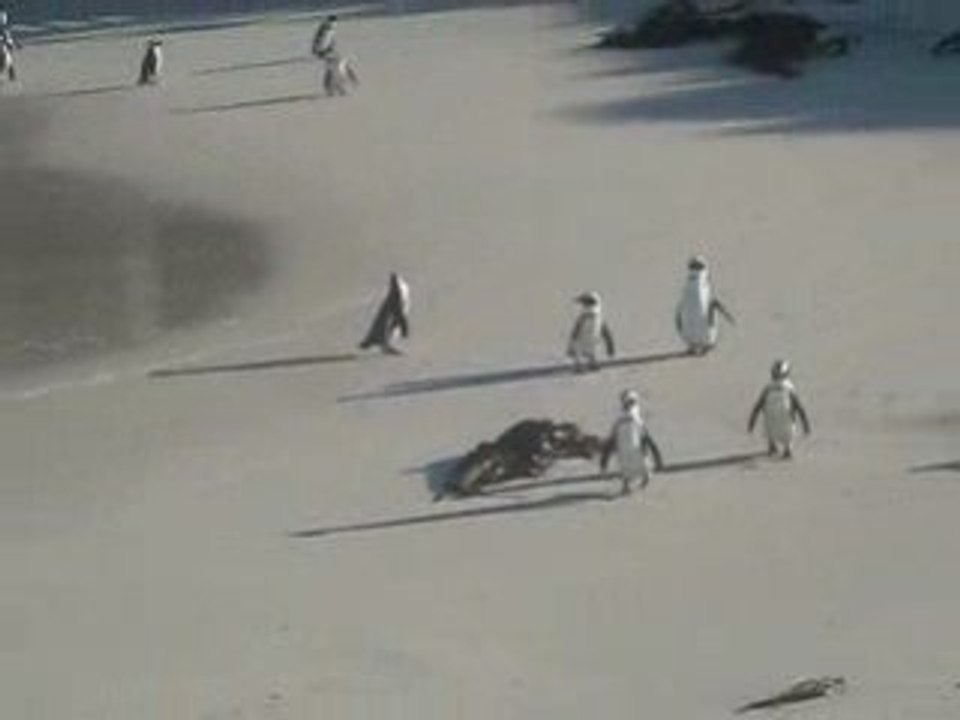 JL Romero: Noël avec les ...pingouins