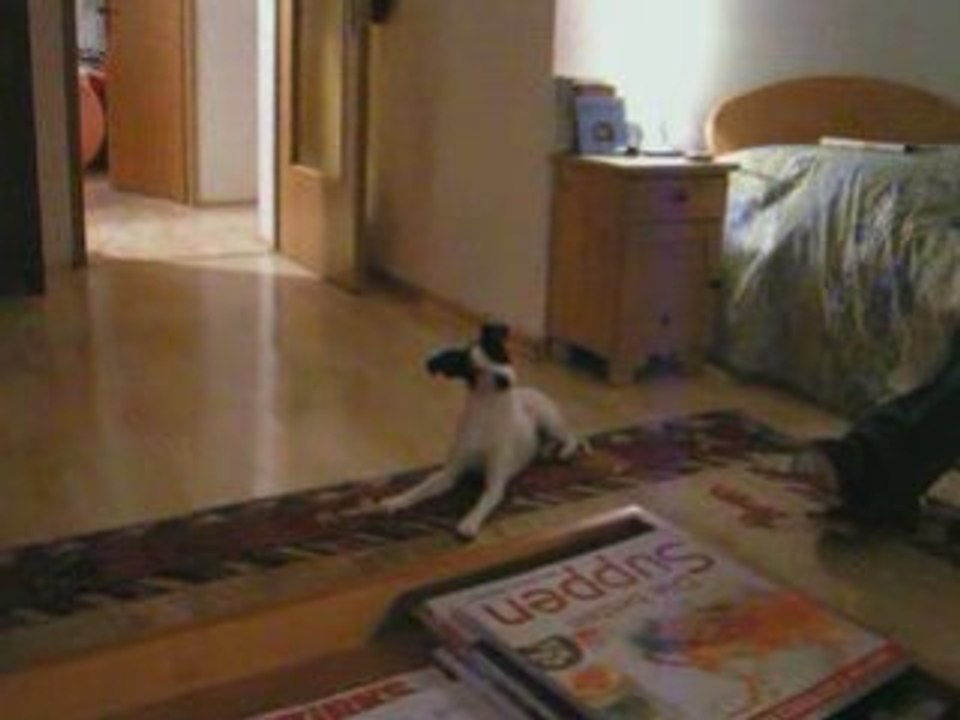 funny dog lilly
