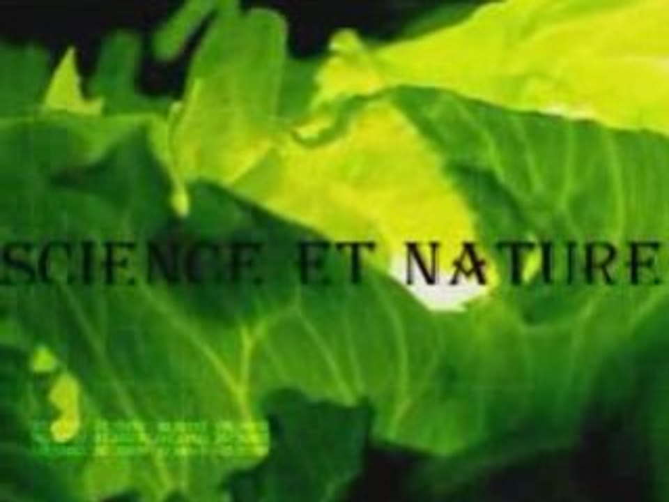 Vision pub