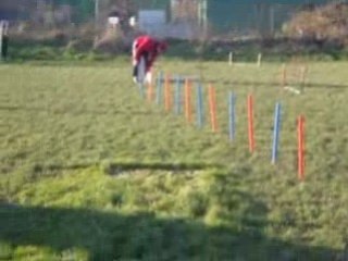 hutch et ses premiers pas en agility