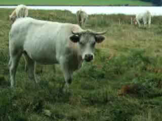 En direct du morvan 2