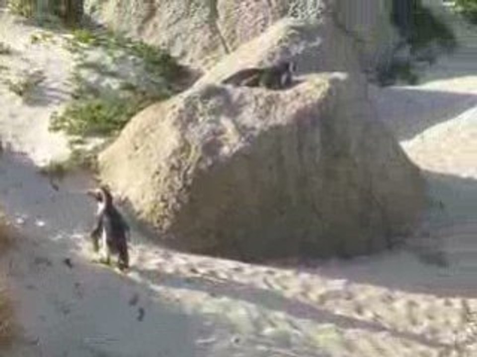 JL Romero: Noël avec les ...pingouins (2)