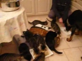 Catshouse,25 décembre 2008 036