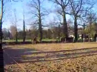 rotary galop carrière