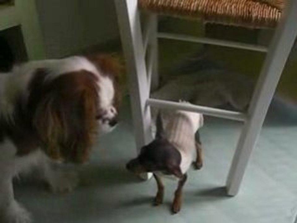 arrivée de Dobby D'jim