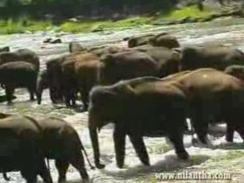 sri lanka -elephant orphanage in Pinnawala