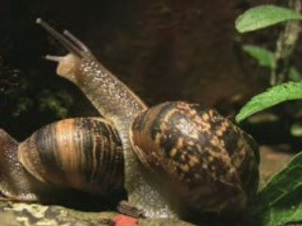 Slimy Porn
