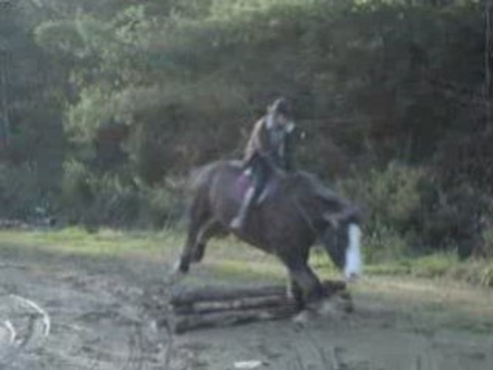 Polen saut de troncs