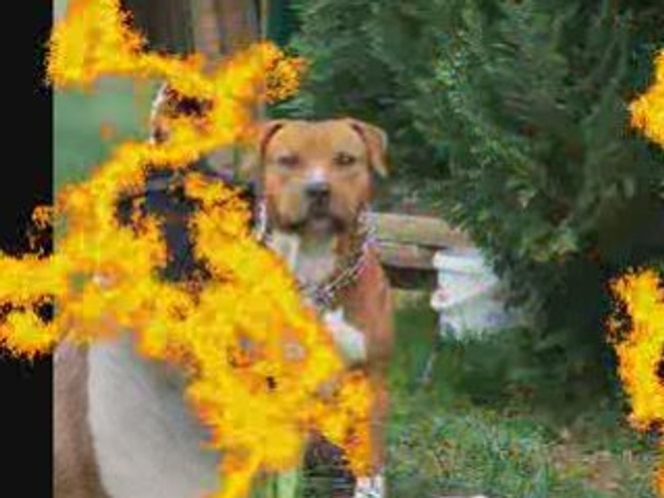 amstaff