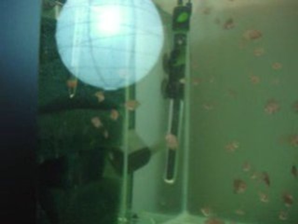 supersunmerah yavrular