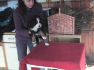 Femelle sans Collier