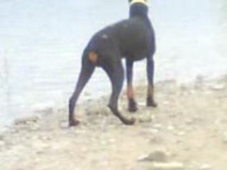 Pitchoun Carros & Pataugeant dans l'Eau 🚗💧