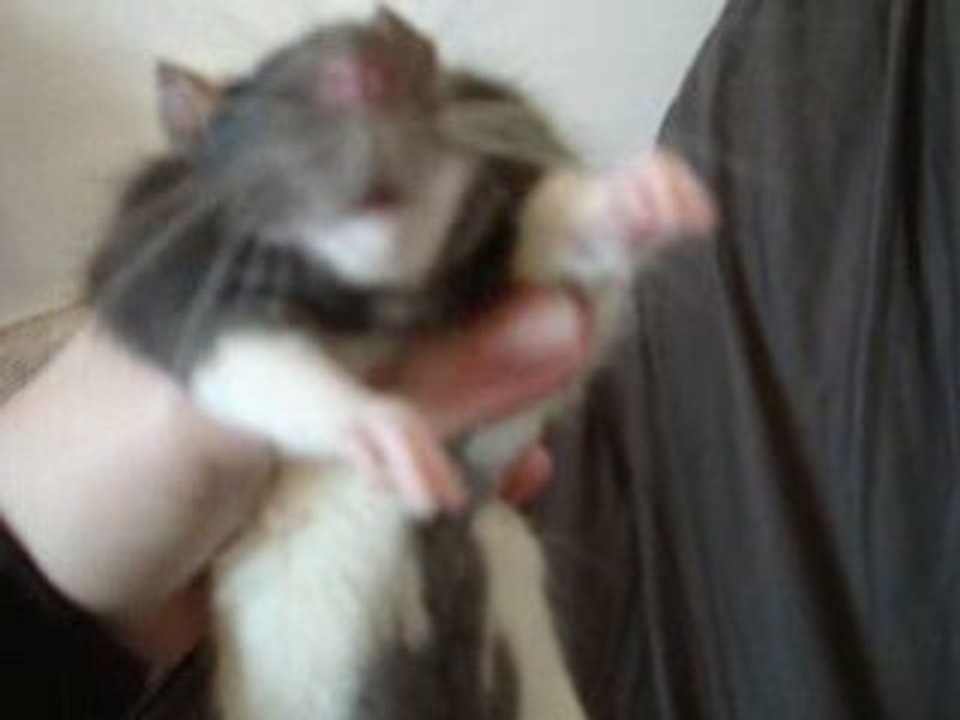 Bat doudou