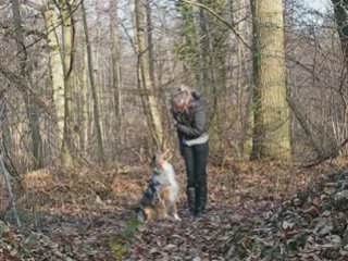 Cowboy , Entrainement d'obéissance.