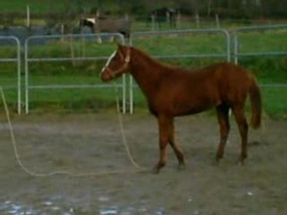 Brownie 18 mois longe