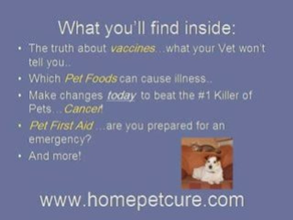 Holistic Arthritis treatment for your Dog