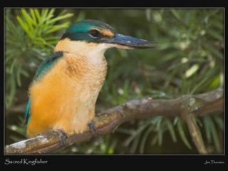 ENRICO MACIAS MELISA