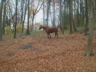 Impa, Ne la laisse pas tomber !