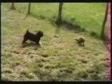 Ferret VS Dog -- Furet VS Chien kerouac