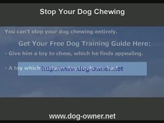 Stop Dog Chewing Now