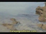 Sea turtles at the Galapagos Islands 03